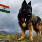 इंडियन आर्मी 2 पैरा स्पेशल र्फोर्सेज का हिस्सा डाग “टायसन” को स्वतंत्रता दिवस पर किया गया सम्मानित