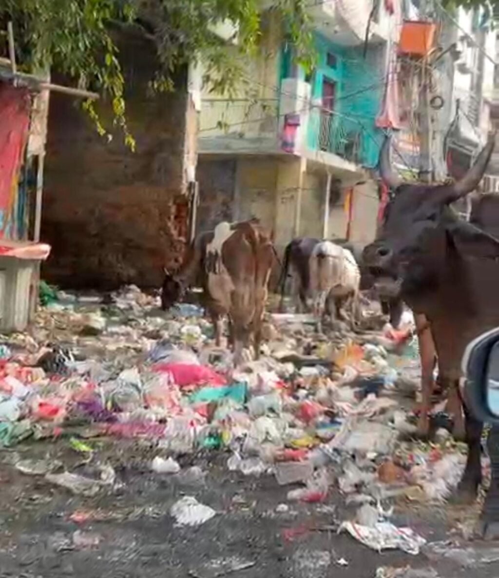 AAP का पार्षद, AAP का विधायक, फिर भी गलियों में कचरे के पहाड़! 11, 2 और 16 ब्लॉक की तस्वीरों ।