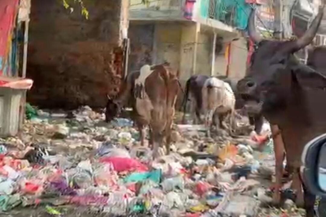 AAP का पार्षद, AAP का विधायक, फिर भी गलियों में कचरे के पहाड़! 11, 2 और 16 ब्लॉक की तस्वीरों ।