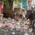 AAP का पार्षद, AAP का विधायक, फिर भी गलियों में कचरे के पहाड़! 11, 2 और 16 ब्लॉक की तस्वीरों ।