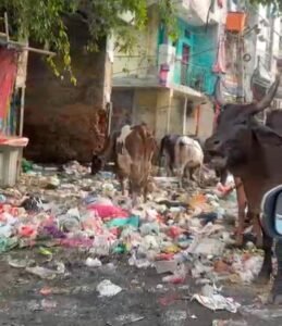 AAP का पार्षद, AAP का विधायक, फिर भी गलियों में कचरे के पहाड़! 11, 2 और 16 ब्लॉक की तस्वीरों ।