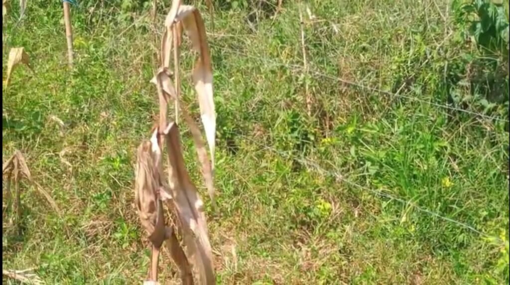 जंगली सूअर के शिकार के लिए खेत में बिछाया नंगा बिजली तार, ग्रामीणों की जान पर मंडरा रहा खतरा ।