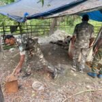 राजनगर पुलिस ने गोपालपुर जंगल में अवैध महुआ शराब भट्ठियों के खिलाफ की कार्रवाई, 250 किलो जावा महुआ नष्ट । 